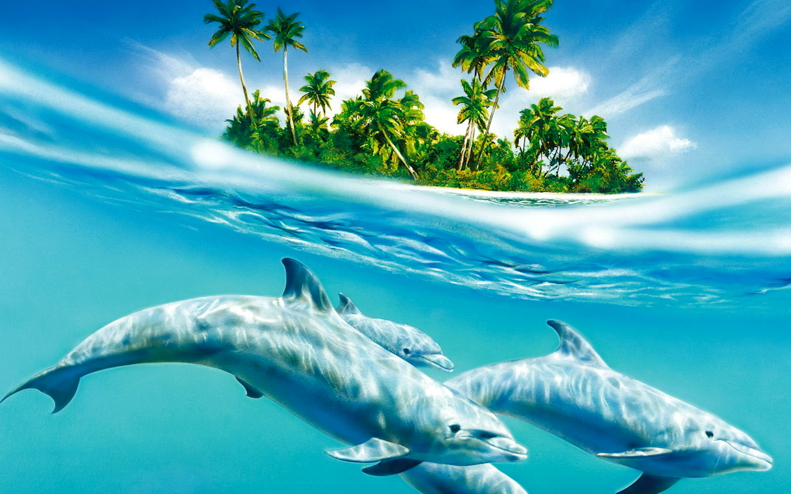 Cute Dolphins Hd Wallpapers Collection Download Free - vrogue.co