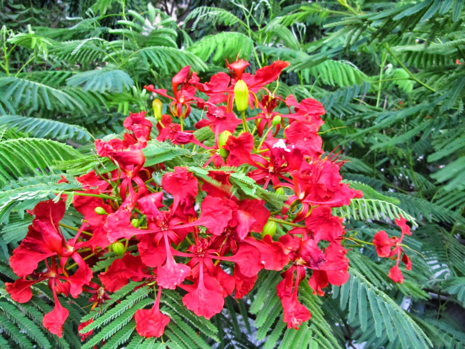 World of Colors Gulmohar Flowers