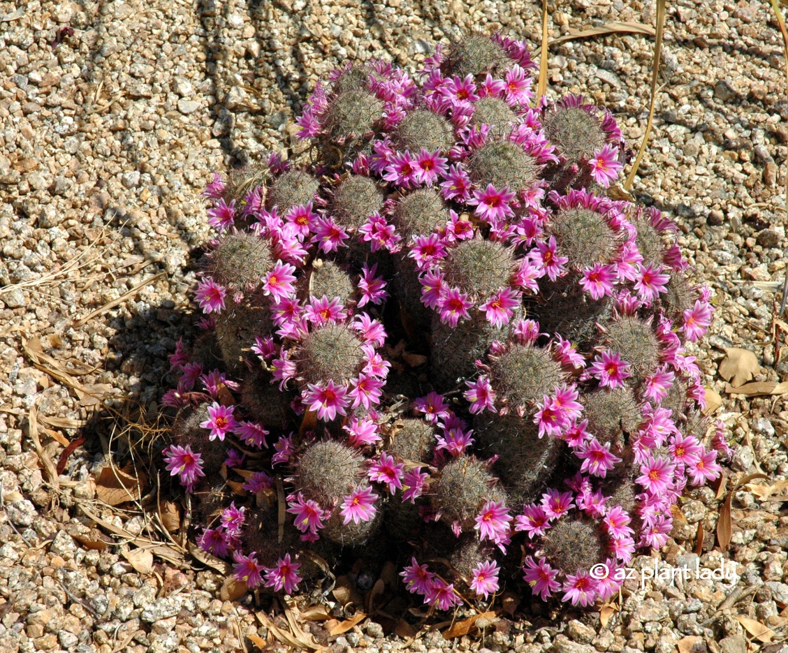 Cactus Flowers Color the Desert Landscape Ramblings from a Desert Garden
