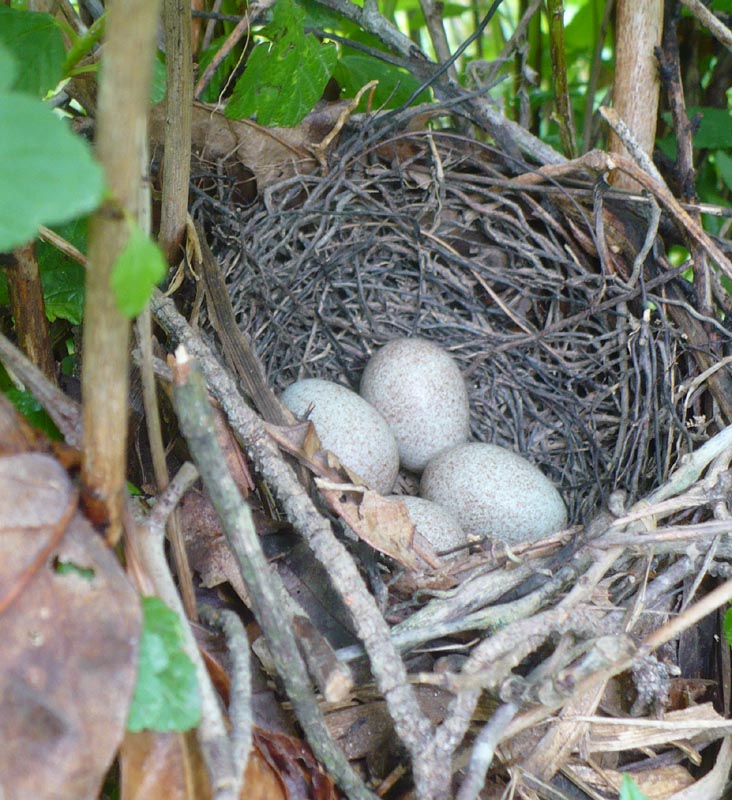 The Enchanted Tree: Brown Thrashers.