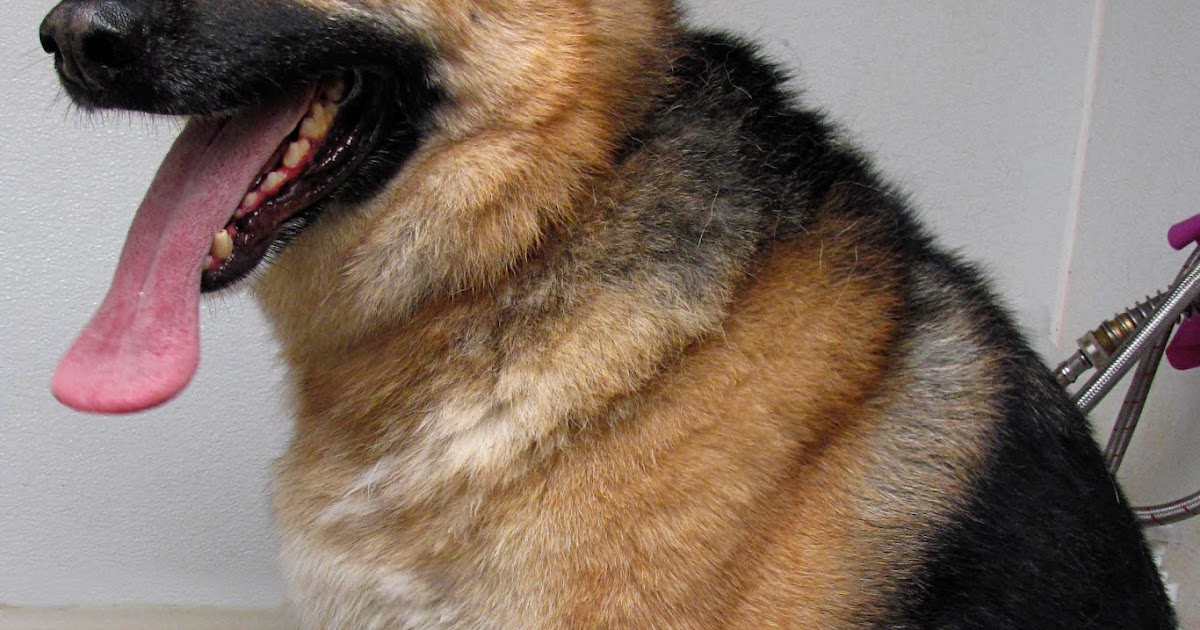 Pet Grooming The Good, The Bad, & The Furry Shaving a Shepherd