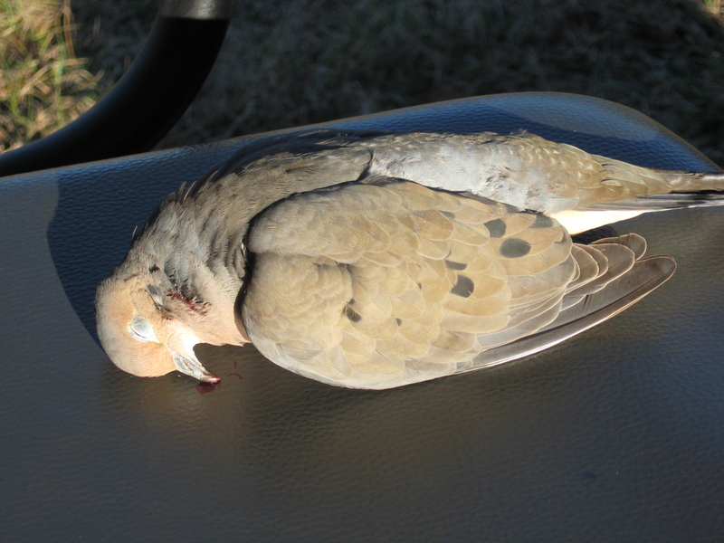 wingshot-strangers-in-a-strange-land