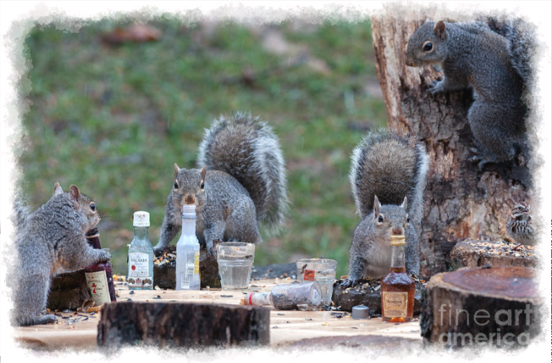 Drunk squirrels