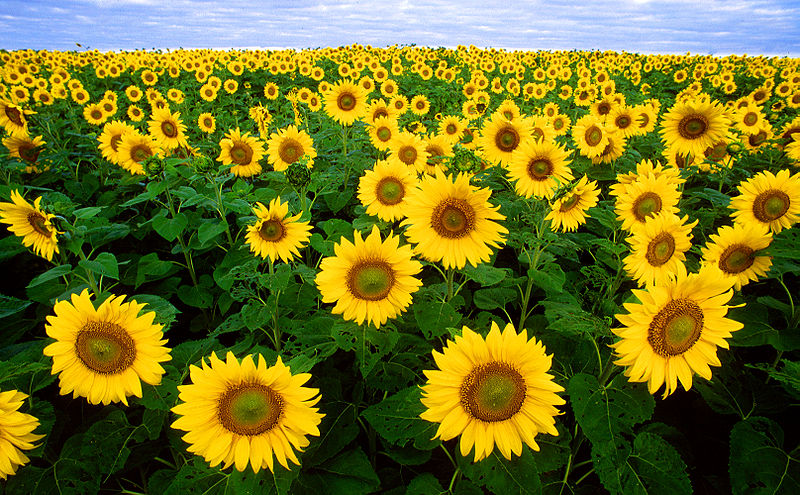 Fakta Mengenai Bunga  Matahari