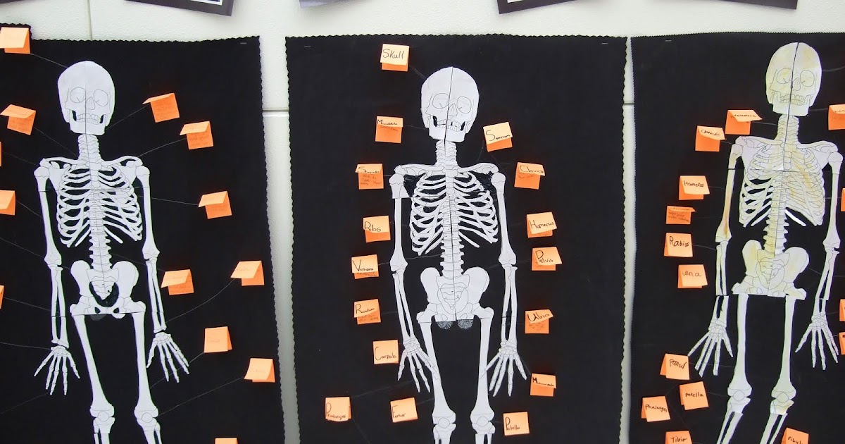 The Inspired Classroom: Skeletal System