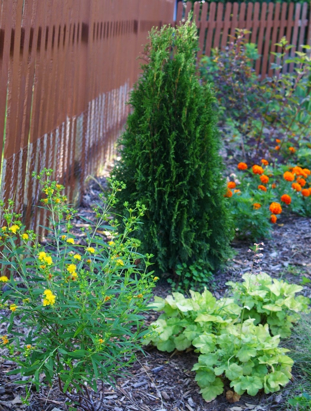 Visit My Garden: Evergreen Shrubs