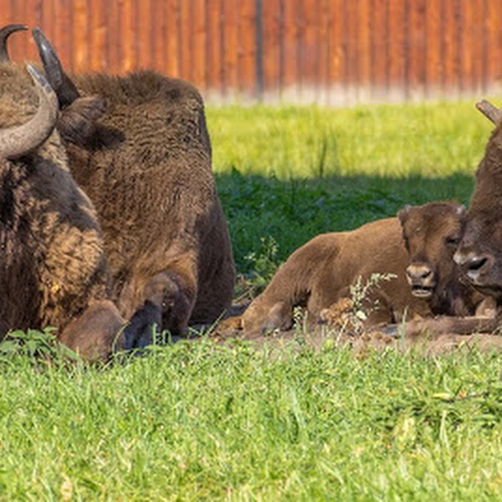 Szukamy żubrów w Białowieży: na rowerze po Żebrach Żubra.