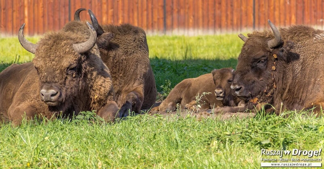 Szukamy żubrów w Białowieży: na rowerze po Żebrach Żubra.