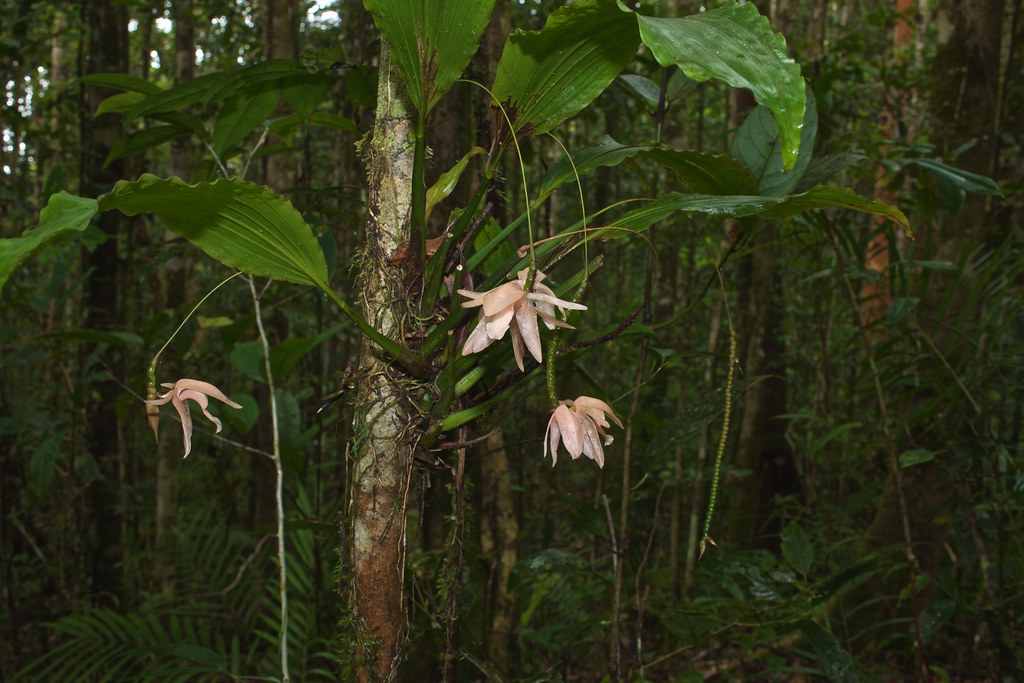 Coelogyne orchid care and culture Travaldo's blog