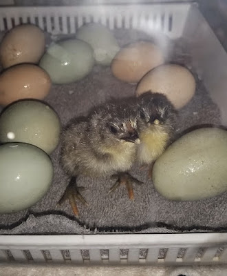 Chicks hatched from refrigerated eggs
