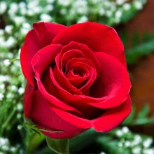 20 Gambar Foto Bunga  Mawar  Merah  Ayeey com