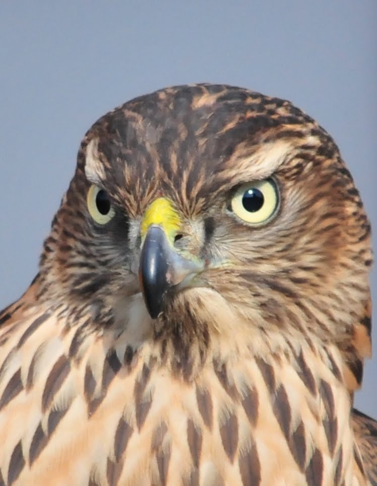 磐城蘭土紀行 ノスリとオオタカ