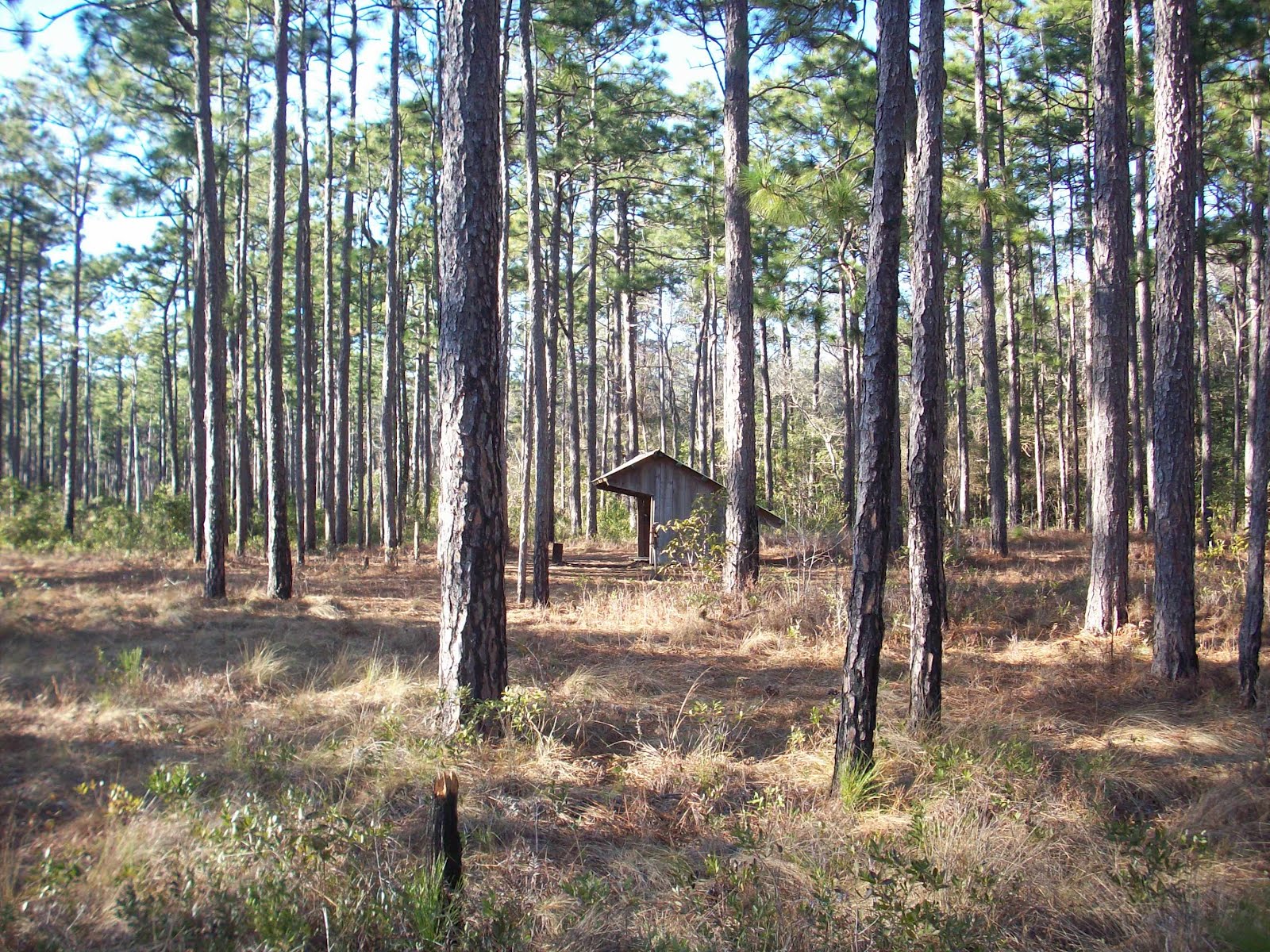 Tar River Otter Oyster Point, trailhead for the Neusiok Trail, Newport NC