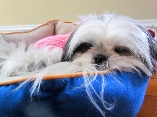 TENHA PACIÊNCIA COM O SHIH TZU FILHOTE TENHA PACIÊNCIA COM O SHIH TZU FILHOTE