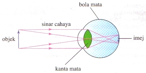 Mekanisma Penglihatan dalam organ mata