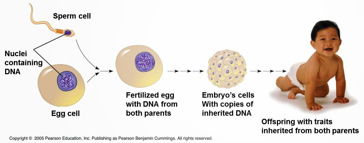 Bichólogo EL ORIGEN DEL SEXO ¿QUIÉN FUE EL PRIMERO? Bichólogo EL ORIGEN DEL SEXO ¿QUIÉN FUE EL PRIMERO?