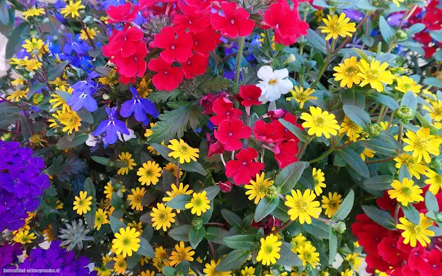 Foto gekleurde bloemen