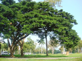 jenis pohon peneduh