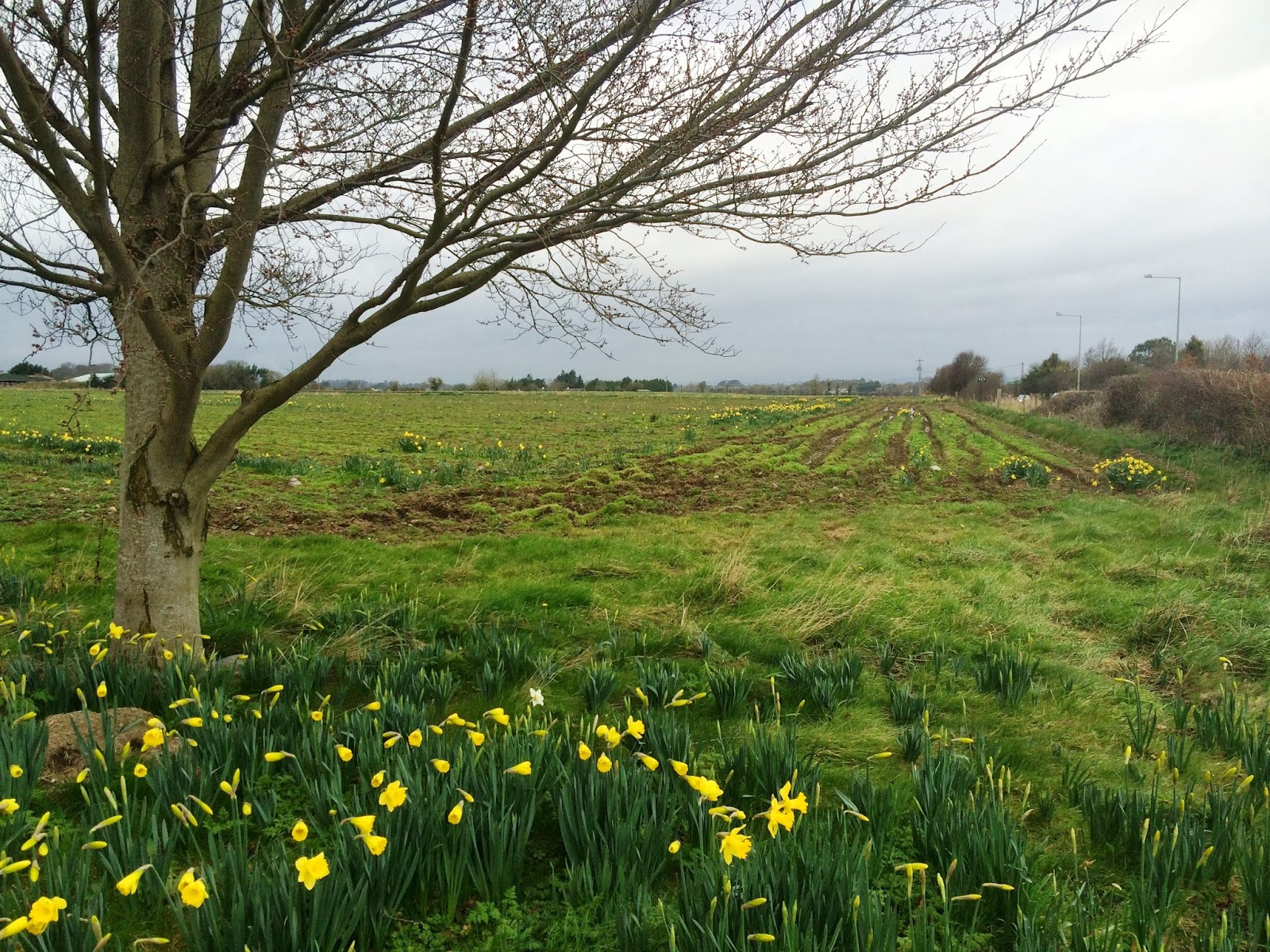 Patrick Comerford A field of daffodils with a promise of Spring and a