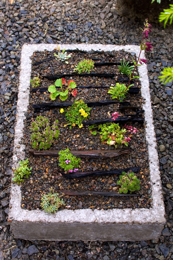 Wild Ginger Farm News Blog Alpines and Trough Planting