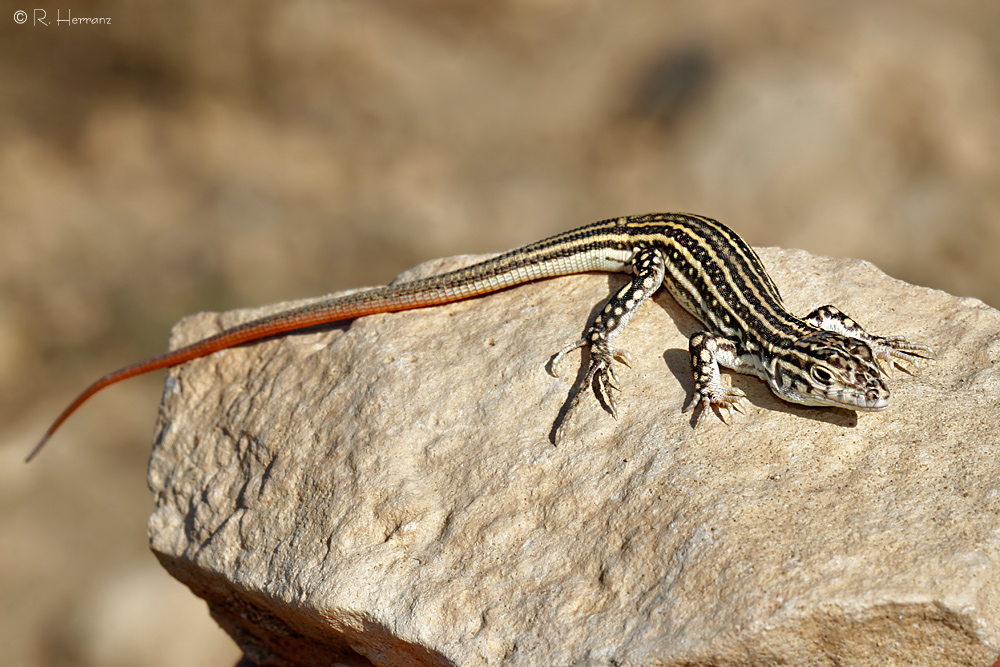 fotosricardoh LAGARTIJA COLIRROJA Redtailed Spinyfooted Lizard fotosricardoh LAGARTIJA COLIRROJA Redtailed Spinyfooted Lizard