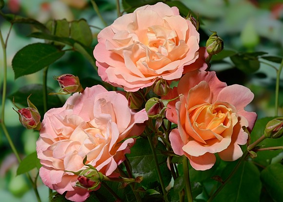 Rose Cubana Rose Cubana