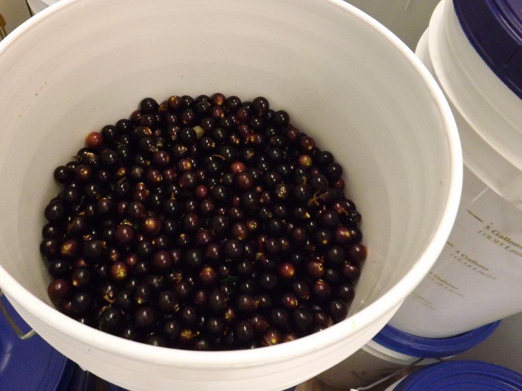 The Wine Cave The Florida Grape Harvest