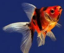 Jenis Ikan koki Ekor Kipas - Ikan Hias Air Tawar Laut dan Aquarium