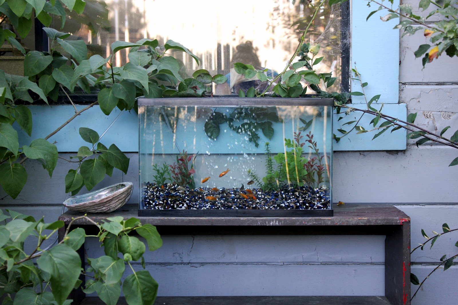 Bonnie Wee Birds: Outside Fish Tank Idea