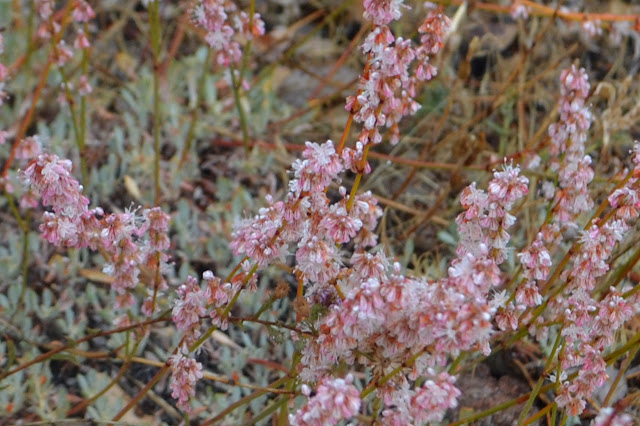pink buckwheat flowers