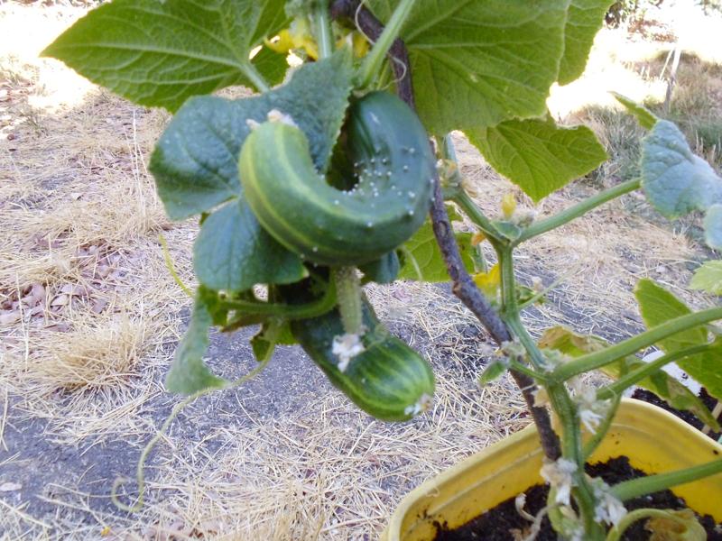 5 Vegetables for 5 Gallon Bucket Container Gardens Greens and Machines