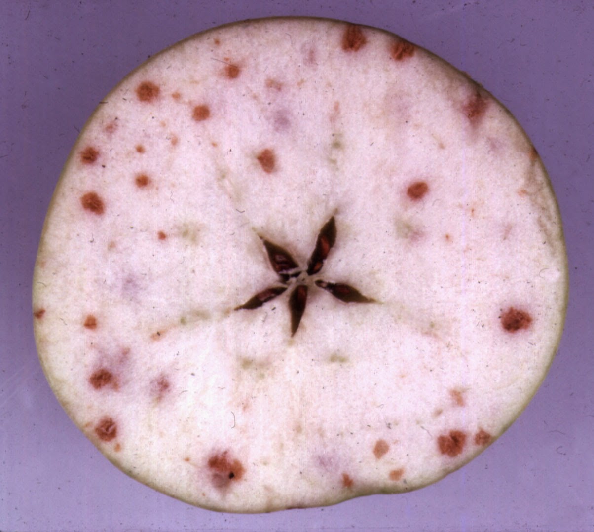 What Is Bitter Pit In Apples? – Bitter Pit and Calcium Deficiencies in ...