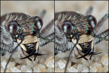 3d View Picture: 3d Without Glasses