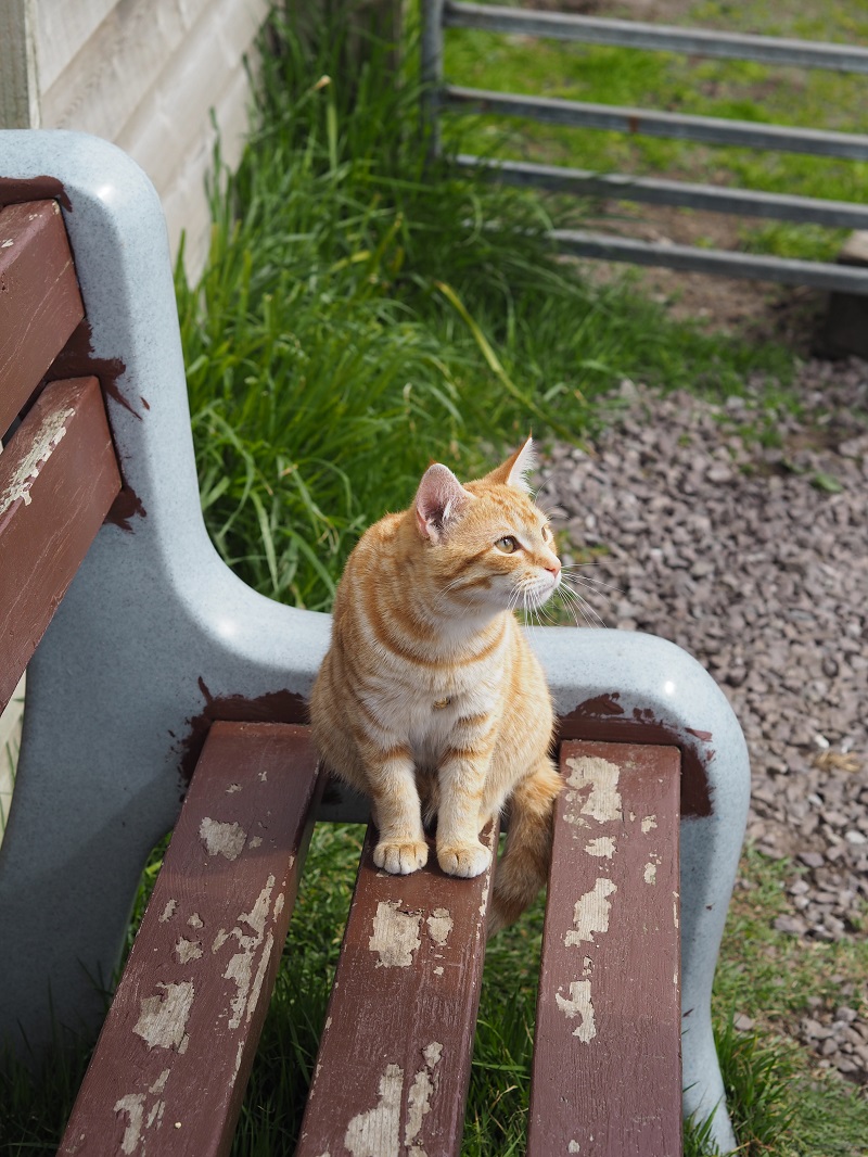 Ginger striped cat at the Outpost, Shetland
