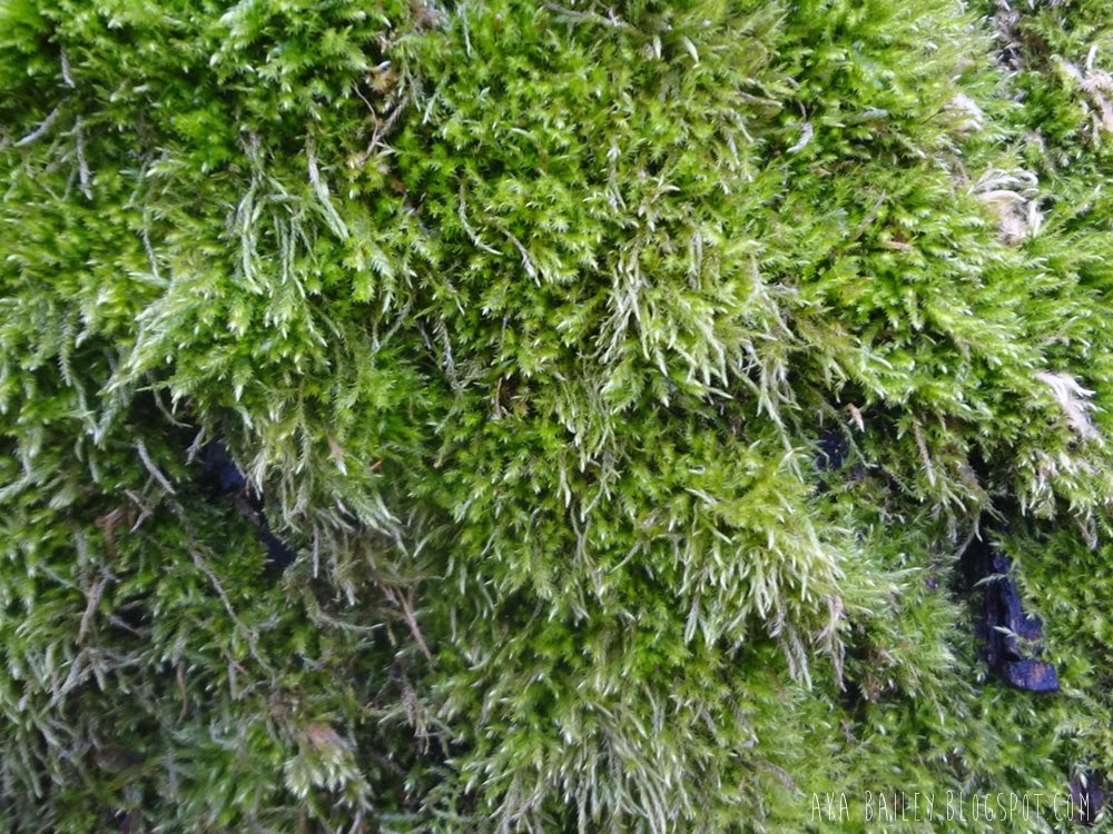 Bright green moss in Vancouver