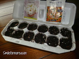 planting seeds in empty egg crates