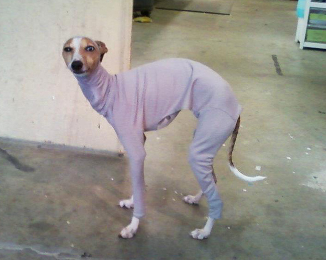 Bark & Clark Best Doggie Halloween Costume!