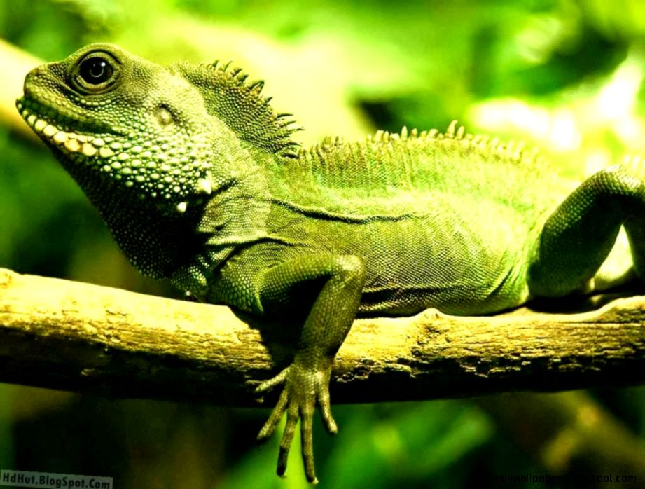 Top 18 Most Beautiful And Unseen Iguana Wallpapers In HD  new