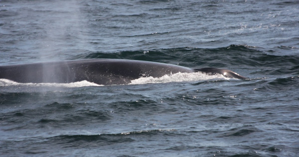 Blue Ocean Society's Whale Sightings: July 27 Atlantic Queen