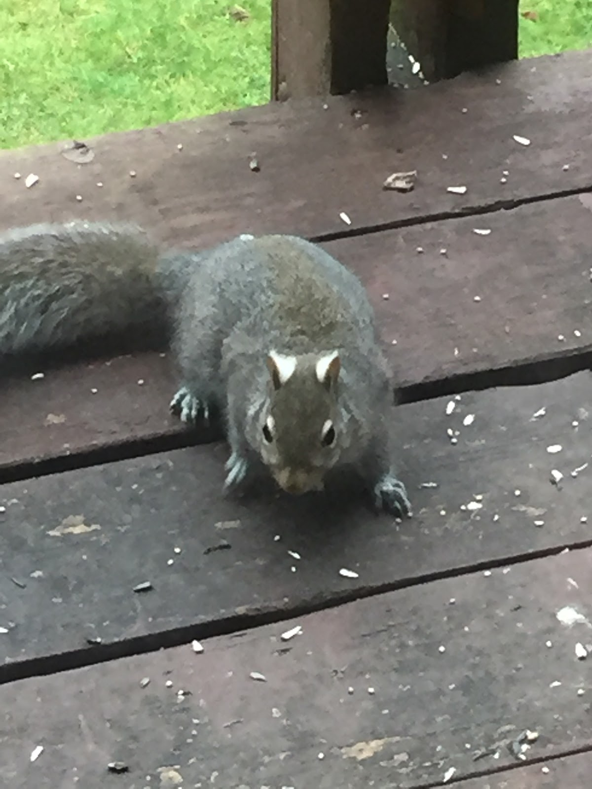 Into the Woods and Elsewhere Eastern gray squirrel with white ear tufts