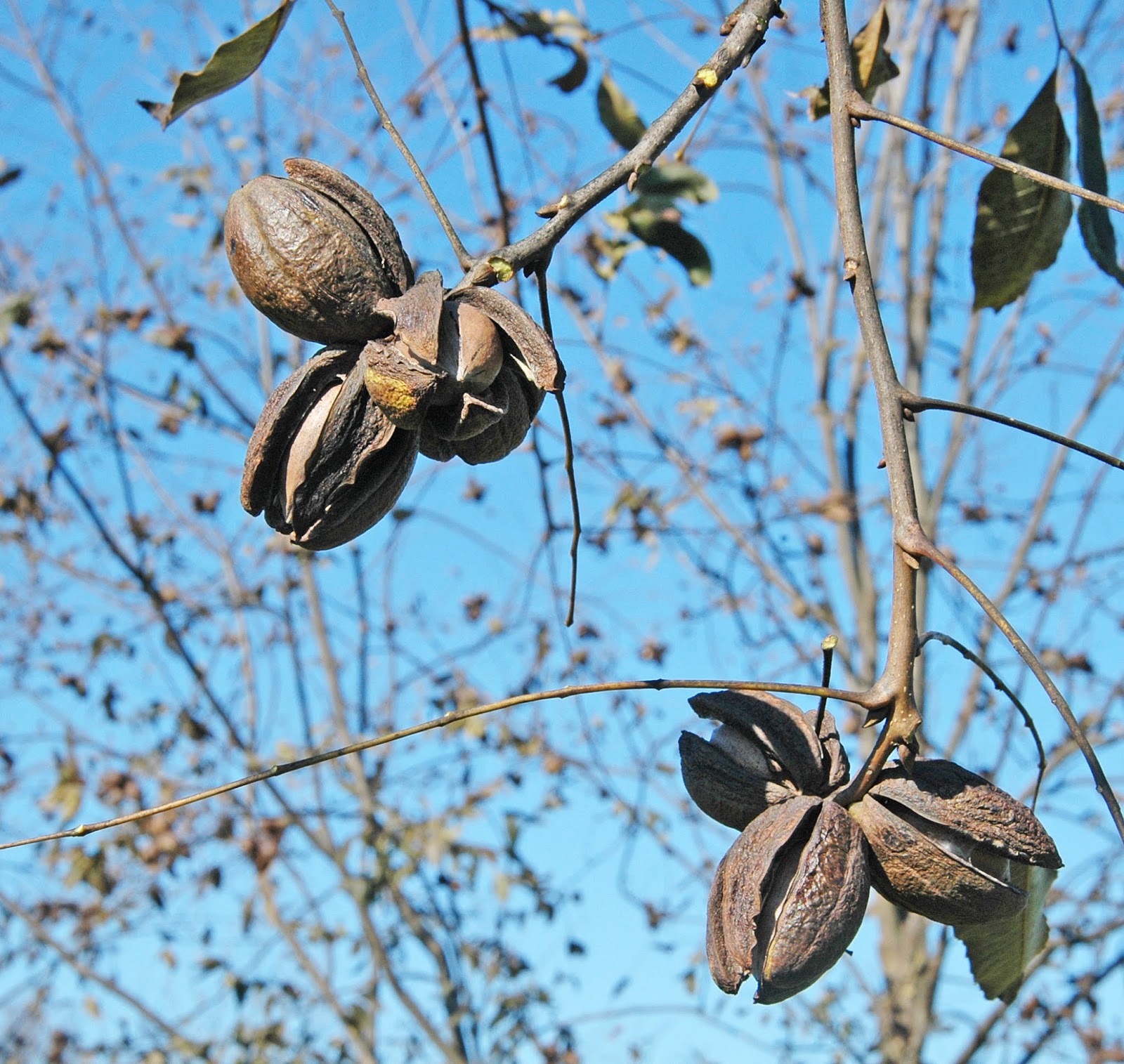 Northern Pecans Hard freeze drops pecan leaves and kills green shucks