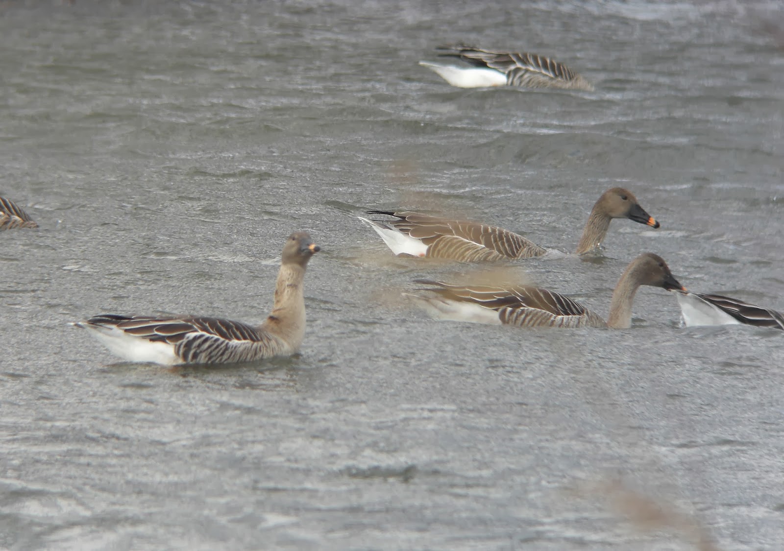 BIRDING Kyoto, Kansai and Japan Taiga (Middendorff's) Bean Goose on
