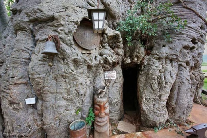 Beyond the tiny entrance… - As If A 6,000 Year Old Tree Isn’t Awesome Enough, Wait Til You See What’s Inside It.