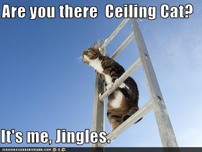 cat on a ladder with caption saying are you there ceiling cat? it's me Jingles