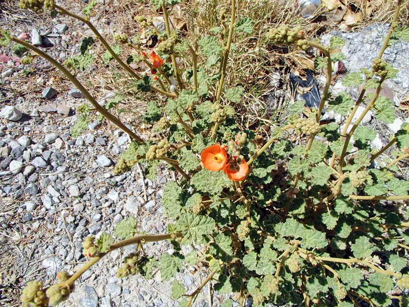 Xtremehorticulture of the Desert: Pruning Globe Mallow and Bird of Paradise