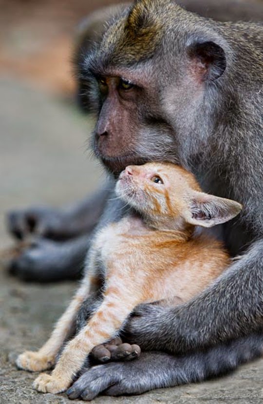 Monkey and cat
