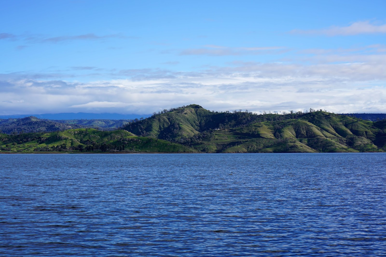 Mid Sierra Musings Millerton Lake Bald Eagle Tours
