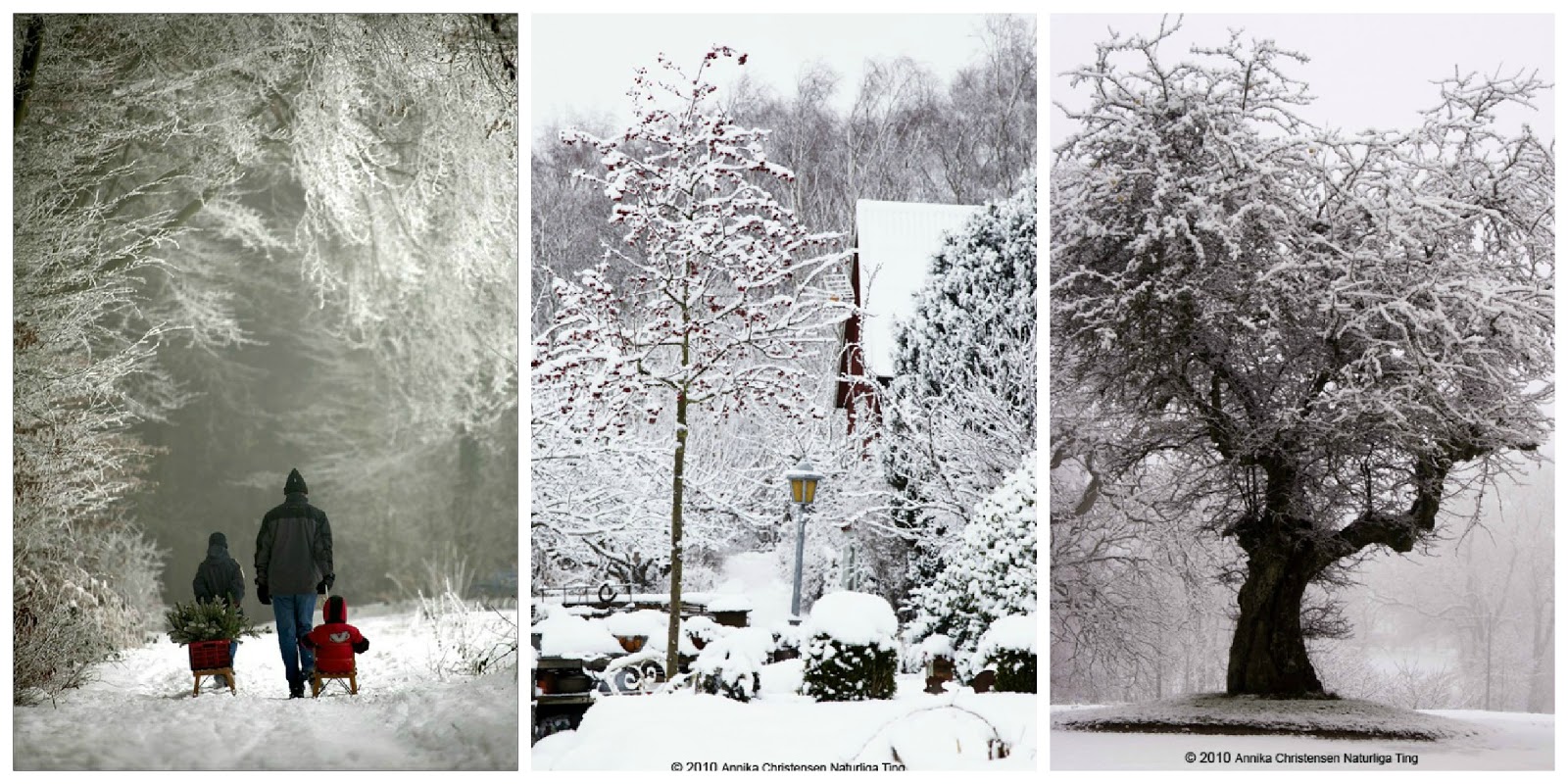 Bellissimo Paesaggio Invernale Guarda Gratis Ampie Foto Di Uno Splendido Scenario Per Uno Smartphone