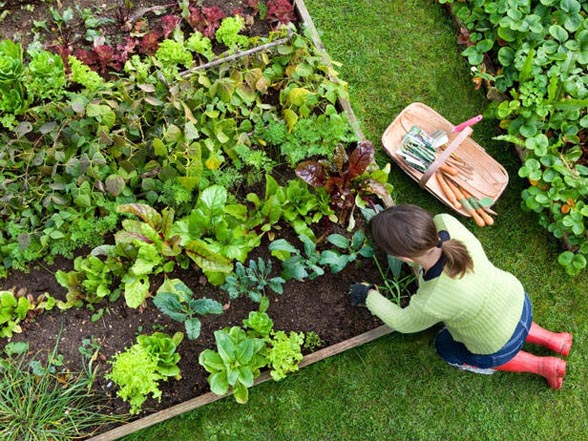 365 Tips to Improve Your Home: #75 Planning Your Vegetable Garden