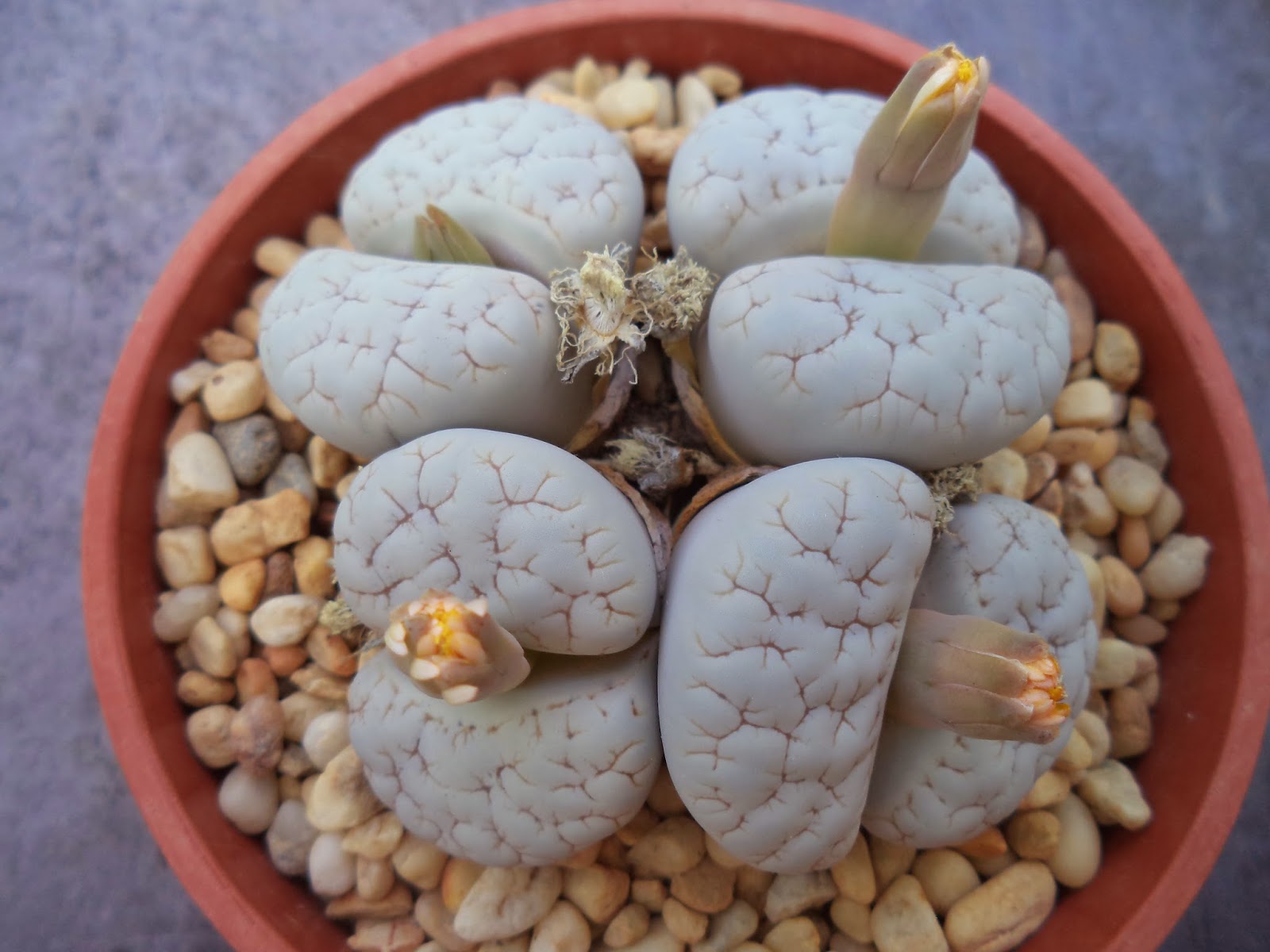 Литопс линька. Литопс линька. Литопс полив. Литопсы линька. Литопсы в домашнем интерьере.